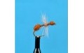 Cinnamon Ant