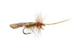 Cinnamon Sedge