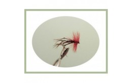 Claret Hackled Hopper