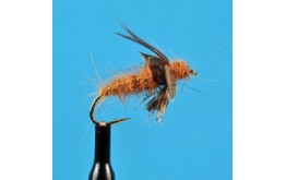 American Grannom Pupa