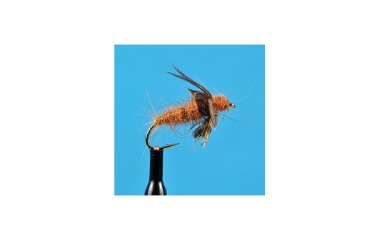 American Grannom Pupa