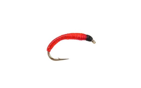 Bloodworm