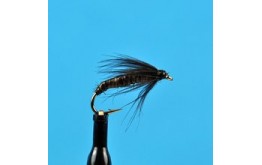 Brachy centrus Larva