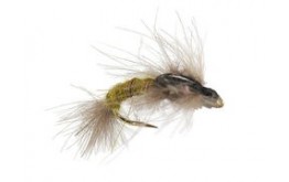 CDC Emerger Olive
