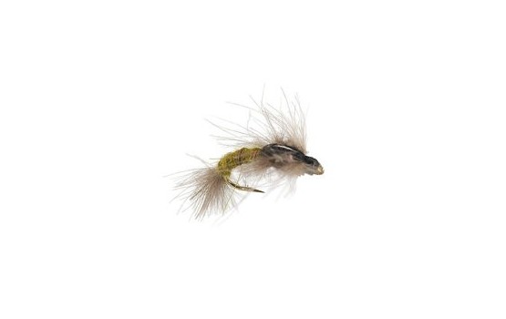 CDC Emerger Olive