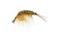 Classic Gammarus Olive