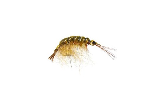 Classic Gammarus Olive