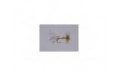 Crane Fly