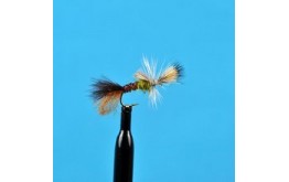 Cripple Pale Morning Dun