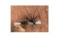 Crippled Midge Black