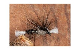 Crippled Midge Black
