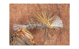 Crippled Midge Hares Ear