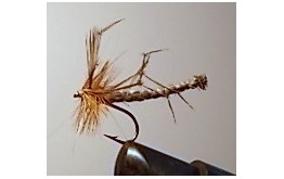 DADDY LONG LEGS EXTENDED BODY Dry