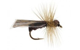 Dark Caddis