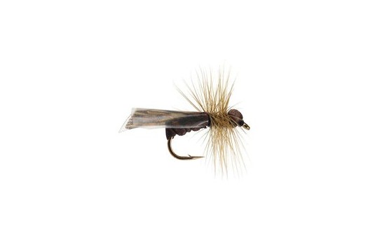 Dark Caddis