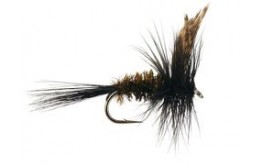 Dark Peacock Dry