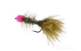 Leech Egg Sucking Olive