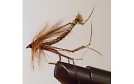 DETACHED DADDY LONG LEGS OLIVE Dry