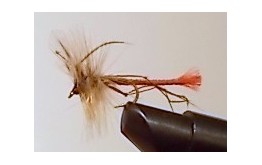 DETACHED DADDY LONG LEGS ORANGE Dry