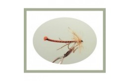 Detached Daddy Long Legs Orange