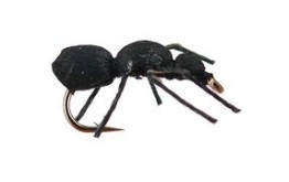 Black Ant