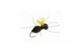 Carpenter Ant (Black)