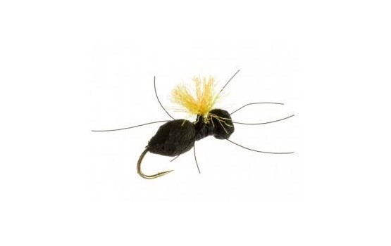 Carpenter Ant (Black)