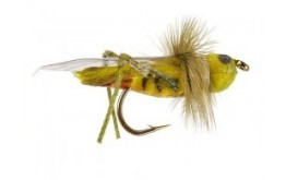 Cavallette Chernobyl Ants Cernobyl Formiche