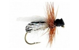 Flying Black Ant Foam