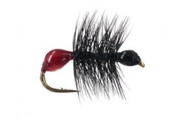 Hard Body Bicoloured Red Black Ant