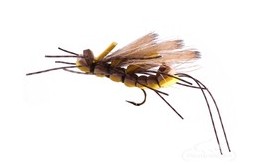 King Kong Golden Stonefly Adult