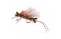 King Kong Salmon Fly Stonefly Adult