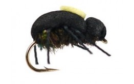 Peacock Beetle