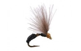 Smooth Black Brown Ant