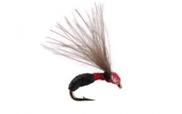 Smooth Black Red Ant