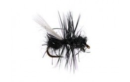 Tangled Winged Black Ant