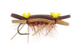 Tonis Bright Brown Superb Chernobyl Ant