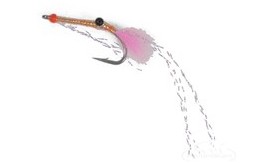 Shallow Water Shrimp