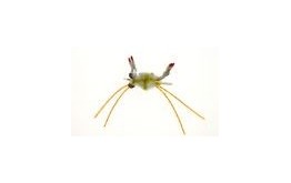 Sideswiper Crab Olive