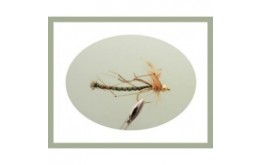 Gold Head Olive Detached Body Daddy