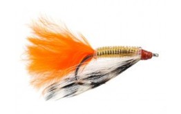 Snapping Shrimp Orange