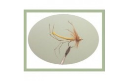 Gold Head Yellow Detached Body Daddy