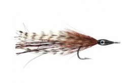 Tarpon Cockroach