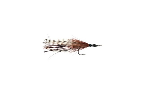 Tarpon Cockroach