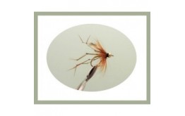 Goldhead Daddy Long Legs