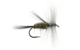 Gray Caddis