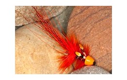 Orange & Black PBP CH