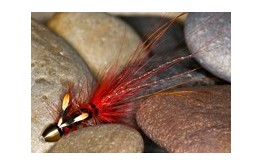 Pot Belly Pig Red CH