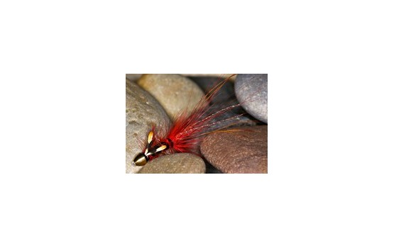 Pot Belly Pig Red CH