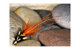 Pot BellyPig Or BlCH